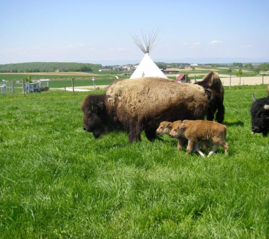 Parc à Bisons